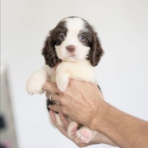 Meet your Posher, Heidi